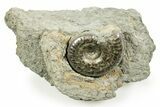 Pyritized Jurassic Ammonite (Hildoceras) Fossil - France #367640-1